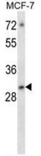 Activating Transcription Factor 5 antibody, AP50286PU-N, Origene, Western Blot image 