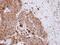 N-Acylsphingosine Amidohydrolase 1 antibody, NBP2-15479, Novus Biologicals, Immunohistochemistry paraffin image 