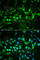 TIMP Metallopeptidase Inhibitor 2 antibody, A1558, ABclonal Technology, Immunofluorescence image 