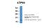 ATP Synthase Peripheral Stalk Subunit D antibody, NBP1-79479, Novus Biologicals, Western Blot image 