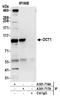 OTF-1 antibody, A301-716A, Bethyl Labs, Immunoprecipitation image 