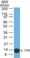 Interleukin 17 Receptor E antibody, NBP2-27365, Novus Biologicals, Western Blot image 