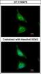 Aladin WD Repeat Nucleoporin antibody, GTX100475, GeneTex, Immunofluorescence image 