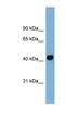 GPALPP Motifs Containing 1 antibody, NBP1-79666, Novus Biologicals, Western Blot image 