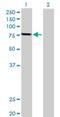 Glutathione S-Transferase C-Terminal Domain Containing antibody, H00079807-B01P, Novus Biologicals, Western Blot image 