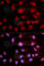 DNA Polymerase Beta antibody, A1681, ABclonal Technology, Immunofluorescence image 