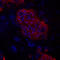 SSEA4 antibody, MAB1435, R&D Systems, Immunocytochemistry image 