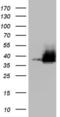NK3 Homeobox 1 antibody, LS-C339464, Lifespan Biosciences, Western Blot image 
