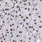 GAR1 Ribonucleoprotein antibody, NBP2-31742, Novus Biologicals, Immunohistochemistry frozen image 