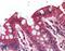 Forkhead Box M1 antibody, LS-B3073, Lifespan Biosciences, Immunohistochemistry frozen image 