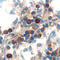 Interleukin 15 antibody, AF447, R&D Systems, Immunohistochemistry paraffin image 