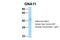 G Protein Subunit Alpha 11 antibody, PA5-70664, Invitrogen Antibodies, Western Blot image 