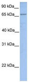 Long-chain-fatty-acid--CoA ligase 1 antibody, TA331165, Origene, Western Blot image 