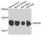 NEDD8 Ubiquitin Like Modifier antibody, STJ29839, St John