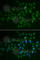 Myosin Light Chain Kinase 3 antibody, A6663, ABclonal Technology, Immunofluorescence image 