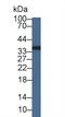 Reticulocalbin-2 antibody, abx130981, Abbexa, Western Blot image 