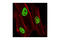 Lysine Demethylase 1A antibody, 2184S, Cell Signaling Technology, Immunofluorescence image 