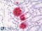 Lysozyme antibody, LS-B8704, Lifespan Biosciences, Immunohistochemistry frozen image 
