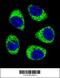 ADP/ATP translocase 3 antibody, 56-268, ProSci, Immunofluorescence image 