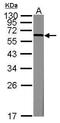 Kruppel Like Factor 4 antibody, GTX101508, GeneTex, Western Blot image 