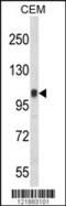 Integrin Subunit Beta 3 antibody, 63-581, ProSci, Western Blot image 