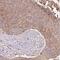 Glutathione S-Transferase Mu 4 antibody, FNab03694, FineTest, Immunohistochemistry frozen image 