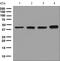 Branched Chain Keto Acid Dehydrogenase Kinase antibody, ab128935, Abcam, Western Blot image 