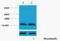 Histone Cluster 1 H2B Family Member A antibody, A09942S14, Boster Biological Technology, Western Blot image 