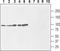 Sodium/hydrogen exchanger 1 antibody, TA328914, Origene, Western Blot image 