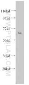 Apoptosis Inducing Factor Mitochondria Associated 3 antibody, 14778-1-AP, Proteintech Group, Western Blot image 