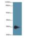 Transmembrane Protein 174 antibody, LS-C376822, Lifespan Biosciences, Western Blot image 