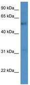 Family With Sequence Similarity 126 Member A antibody, TA342889, Origene, Western Blot image 