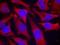 Synapsin antibody, orb14951, Biorbyt, Immunocytochemistry image 