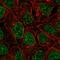 Zinc Finger Protein 383 antibody, HPA063945, Atlas Antibodies, Immunocytochemistry image 