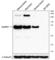 Calcium/Calmodulin Dependent Protein Kinase II Beta antibody, 688602, BioLegend, Western Blot image 