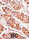 Pyridoxal Kinase antibody, 62-699, ProSci, Immunohistochemistry paraffin image 
