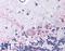 Prostaglandin E Receptor 3 antibody, LS-A973, Lifespan Biosciences, Immunohistochemistry frozen image 