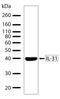 Interleukin 31 antibody, 701082, Invitrogen Antibodies, Western Blot image 