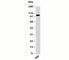 Phosphofurin Acidic Cluster Sorting Protein 1 antibody, N1094-100UG, NSJ Bioreagents, Western Blot image 