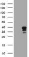 MAGE Family Member B18 antibody, NBP2-45721, Novus Biologicals, Western Blot image 