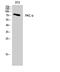 Protein Kinase C Alpha antibody, STJ95119, St John