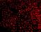 TNFRSF1A Associated Via Death Domain antibody, orb49042, Biorbyt, Immunofluorescence image 