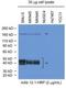 MET antibody, NBP2-50169, Novus Biologicals, Western Blot image 