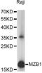 Marginal Zone B And B1 Cell Specific Protein antibody, LS-C749483, Lifespan Biosciences, Western Blot image 