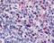 Adrenoceptor Alpha 1B antibody, orb79357, Biorbyt, Immunohistochemistry paraffin image 