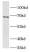 KIAA1041 antibody, FNab03197, FineTest, Western Blot image 