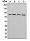 Cullin 3 antibody, LS-C353047, Lifespan Biosciences, Western Blot image 