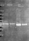 Ovalbumin antibody, orb344565, Biorbyt, Western Blot image 