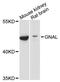 G Protein Subunit Alpha L antibody, LS-C747936, Lifespan Biosciences, Western Blot image 