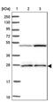 Isopentenyl-Diphosphate Delta Isomerase 1 antibody, PA5-58682, Invitrogen Antibodies, Western Blot image 